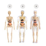 HumanBodyStructureModelToysforKids_5