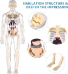 Human Body Anatomy Toy-29 Realistic 3D Body parts-Organs and Bones Skeleton Model