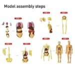HumanBodyStructureModelToysforKids_5